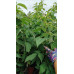 Rubus idaeus Tulameen - Malina Tulameen