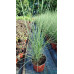 Muhlenbergia capillaris - Muhlenbergia