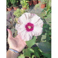 Hibiscus moscheutos - Močvarni hibiskus