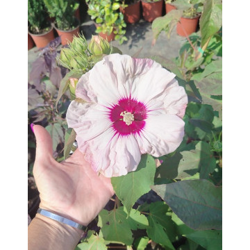 Hibiscus moscheutos - Močvarni hibiskus