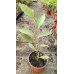 Magnolia soulongeana 