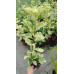 Photinia serratifolia Pink Crispy - Fotinija Pink Crispy