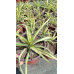 Yucca filamentosa Bright Edge - Šarenolisna baštenska juka
