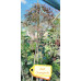 Acer palmatum Dissectum Red Orangeola - Japanski javor  Dissectum Red Orangeola