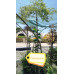 Acer palmatum Dissectum Flavescens - Japanski javor Flavescens