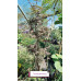 Acer palmatum Trompenburg - Japanski javor Trombenburg Acer palmatum Trompenburg - Japanski javor Trombenburg