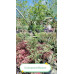Acer palmatum Scolopendriifolium - Japanski javor Scolopendriifolium