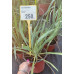 Yucca filamentosa - Adamova igla