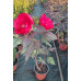 Hibiscus moscheutos - Močvarni hibiskus