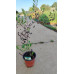Aronia prunifolia Nero - Aronija