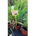 Yucca filamentosa - Adamova igla