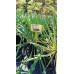 Yucca filamentosa - Adamova igla