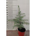 Cedrus Deodara - Himalajski kedar