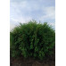 Thuja occidentalis Little Champion - Kuglasta tuja Little Champion