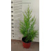 Cupressus macrocarpa Goldcrest - Čempres Goldcrest