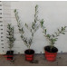 Olea europaea Picual - Maslina Picual