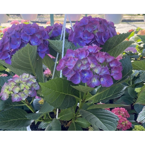 Hydrangea macrophylla Ningbo - Baštenska hortenzija Ningbo