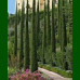 Cupressus sempervirens Totem - Italijanski čempres Totem