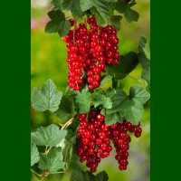 Ribes rubrum Jonkheer van Tets - Ribizla crvena Jonkheer van Tets