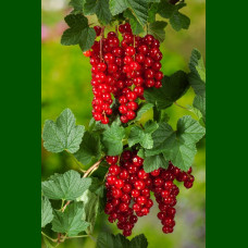Ribes rubrum Jonkheer van Tets - Ribizla crvena Jonkheer van Tets