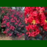 Lagerstroemia indica Best Red - Indijski jorgovan Best Red