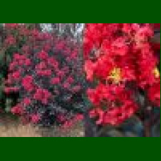 Lagerstroemia indica Best Red - Indijski jorgovan Best Red