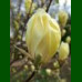 Magnolia Yelow Lantern - Magnolija Yelow Lantern