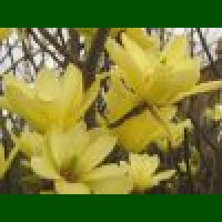 Magnolia Yelow Lantern - Magnolija Yelow Lantern