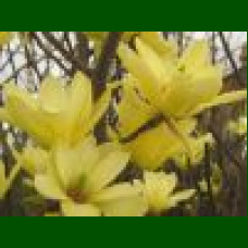 Magnolia Yelow Lantern - Magnolija Yelow Lantern