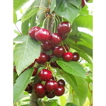 Višnja Marela Višnja Marela