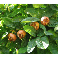 Mespilus germanica - Mušmula