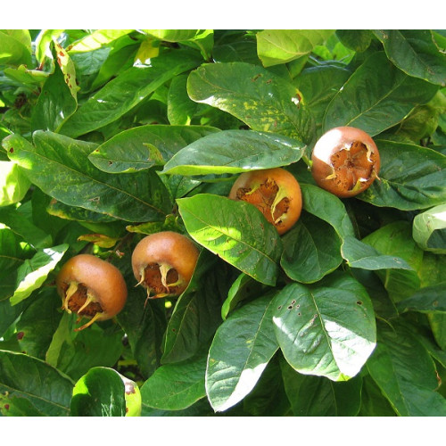 Mespilus germanica - Mušmula