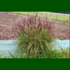 Miscanthus sinensis Red Chief - Ukrasna trava Red Chief