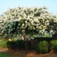 Lagerstroemia indica Natzhes - Indijski jorgovan Natzhes