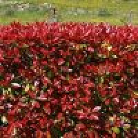 Photinia fraseri Carre Rouge - Fotinija Carre Rouge