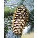 Picea pungens - Srebrna smrča