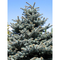Picea pungens - Srebrna smrča