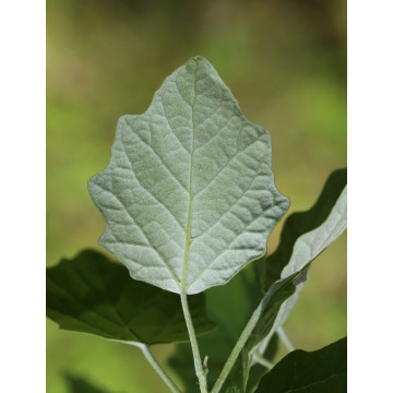 Populus x canescens - Srebrna topola Populus x canescens - Srebrna topola