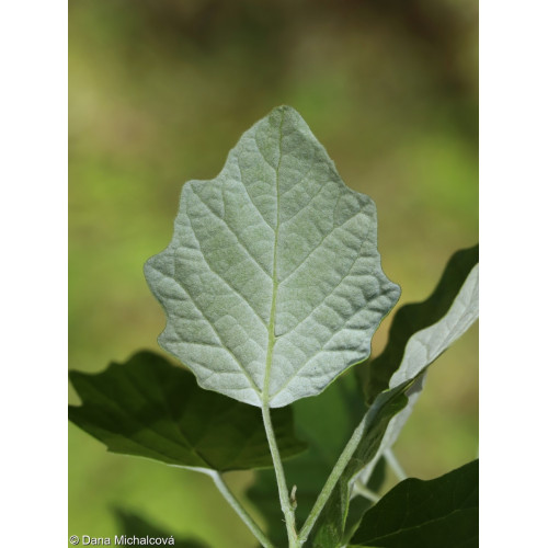 Populus x canescens - Srebrna topola