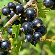 Ribes nigrum Titania - Crna ribizla Titania
