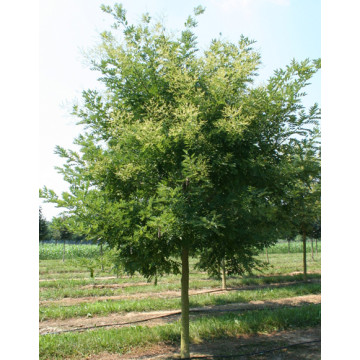 Sophora japonica Regent - Sofora Regent Sophora japonica Regent - Sofora Regent