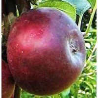 Jabuka Ciganj Jabuka Ciganj