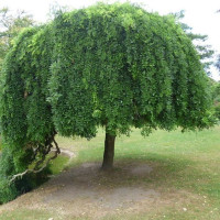 Sophora japonica Pendula - Sofora žalosna Sophora japonica Pendula - Sofora žalosna