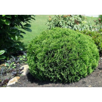 Thuja occidentalis Cobold - Patuljasta loptasta tuja Kobold