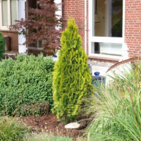 Thuja occidentalis Golden Smaragd - Zlatna smaragd tuja