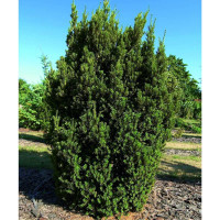 Taxus media Hillii - Stubasta tisa
