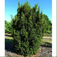 Taxus media Hillii - Stubasta tisa