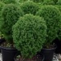 Thuja occidentalis Teddy - Patuljasta loptasta tuja Teddy