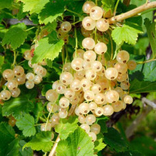 Ribes rubrum Zitavia - Bela ribizla Zitavia