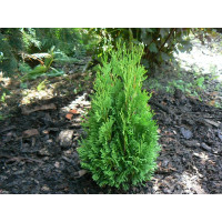 Thuja occidentalis Micky - Patuljasta tuja Miki